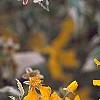 Kerria japonica 'Picta', flowers