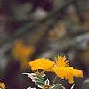 Kerria japonica 'Picta', flowers