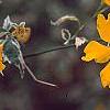 Kerria japonica 'Picta', flowers