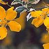 Kerria japonica 'Picta', flowers