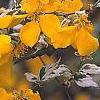 Kerria japonica 'Picta', flowers