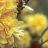 Kerria japonica 'Pleniflora', flowers