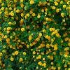 Kerria japonica 'Pleniflora', habit