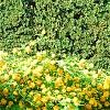 Kerria japonica 'Pleniflora', habit