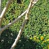 Kerria japonica 'Pleniflora', habit