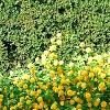 Kerria japonica 'Pleniflora', habit
