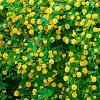 Kerria japonica 'Pleniflora', habit