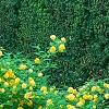 Kerria japonica 'Pleniflora', habit