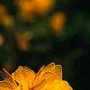Kerria japonica 'Pleniflora', flowers