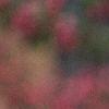Malus 'Brandywine'