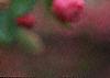 Malus 'Brandywine'
