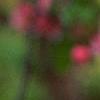 Malus 'Brandywine', flowers