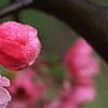 Malus 'Brandywine', flowers