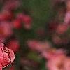 Malus 'Brandywine', flowers