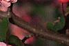 Malus 'Brandywine', flowers