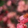 Malus 'Brandywine', flowers