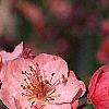 Malus 'Brandywine', flowers
