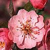 Malus 'Brandywine', flowers