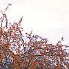 Malus 'Canary', habit