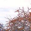 Malus 'Canary', habit