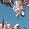 Malus x 'Centurion', flowers