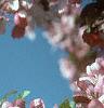 Malus x 'Centurion', flowers