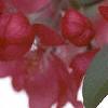 Malus x 'Centurion'