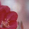 Malus x 'Centurion'