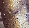 Malus 'Dolgo'