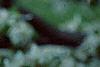 Malus 'Hargozam'