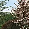 Malus ioensis 'Klehm's Select Bechtel', habit