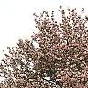 Malus ioensis 'Klehm's Select Bechtel', habit