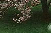 Malus ioensis 'Klehm's Select Bechtel', habit