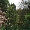 Malus ioensis 'Klehm's Select Bechtel', habit