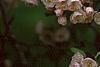Malus ioensis 'Klehm's Select Bechtel', flowers