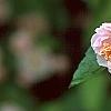 Malus ioensis 'Klehm's Select Bechtel', flowers