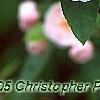 Malus ioensis 'Klehm's Select Bechtel', flowers