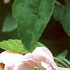 Malus ioensis 'Klehm's Select Bechtel'