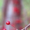 Malus 'Molten Lava', fruit