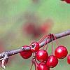 Malus 'Molten Lava', fruit