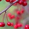 Malus 'Molten Lava', fruit