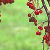 Malus 'Molten Lava', fruit