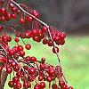 Malus 'Molten Lava', fruit