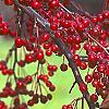 Malus 'Molten Lava', fruit