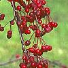 Malus 'Molten Lava', fruit
