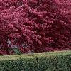 Malus 'Prairifire', habit