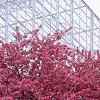 Malus 'Prairifire', habit
