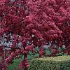 Malus 'Prairifire', habit
