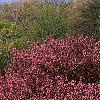Malus 'Prairifire', habit