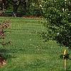 Malus 'Prairifire', habit
